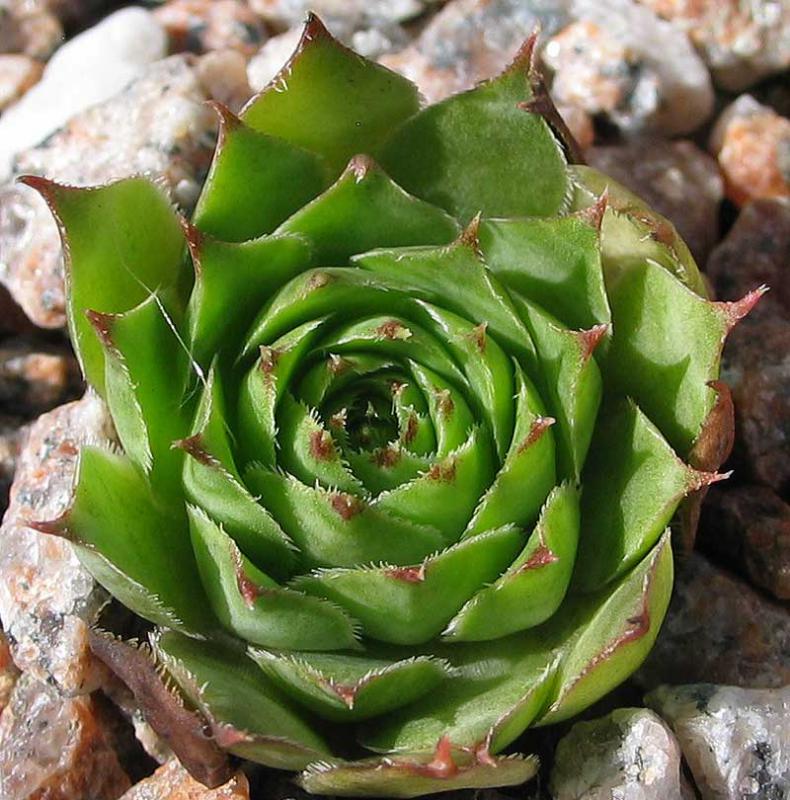 tectorum var. tectorum (corymbosum)