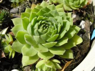 wulfenii ssp. juvanii