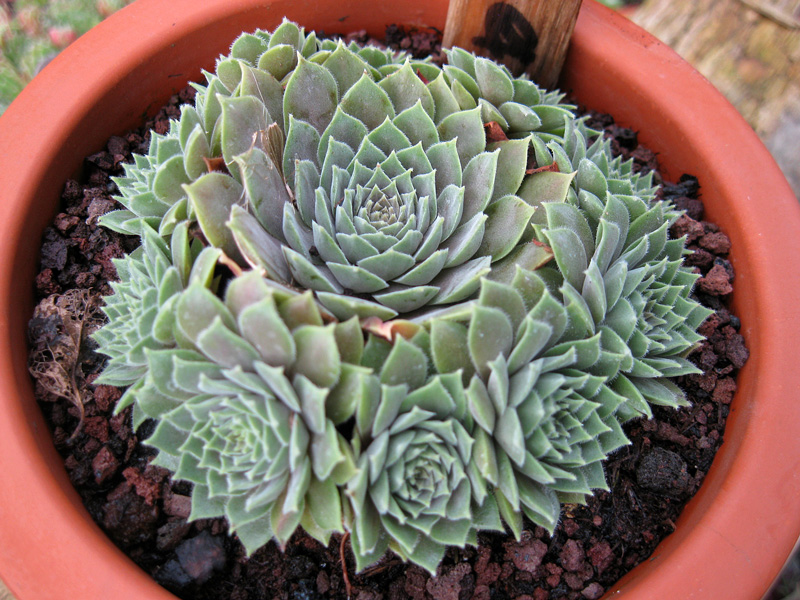 marmoreum ssp. erythraeum from Rilagebirge