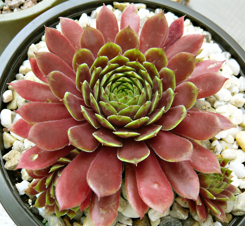 marmoreum ssp. marmoreum (rubicundum)