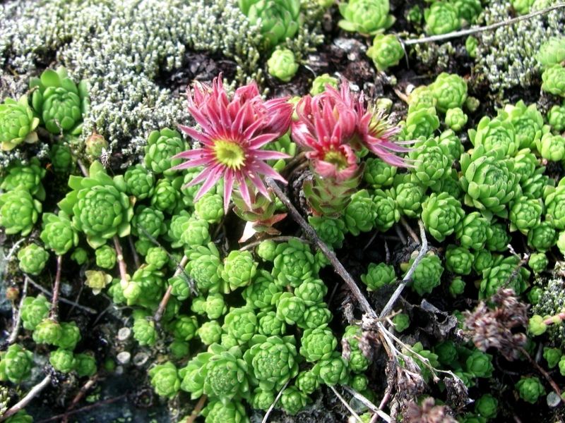 montanum from Furkapass