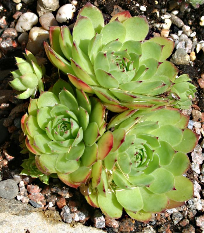 tectorum var. tectorum (pyrenaicum) from Luz St. Sauveur