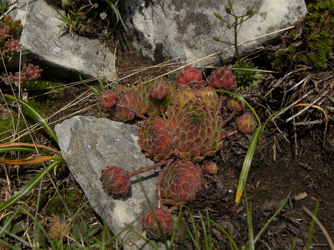 marmoreum ssp. reginae-amaliae (macedonicum) from Ljuboten