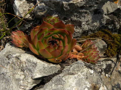 marmoreum ssp. marmoreum from Cheile Turzii (oben)