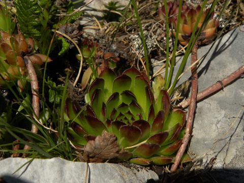 marmoreum ssp. marmoreum from Kom Vasojevićki (Abhang, NW)