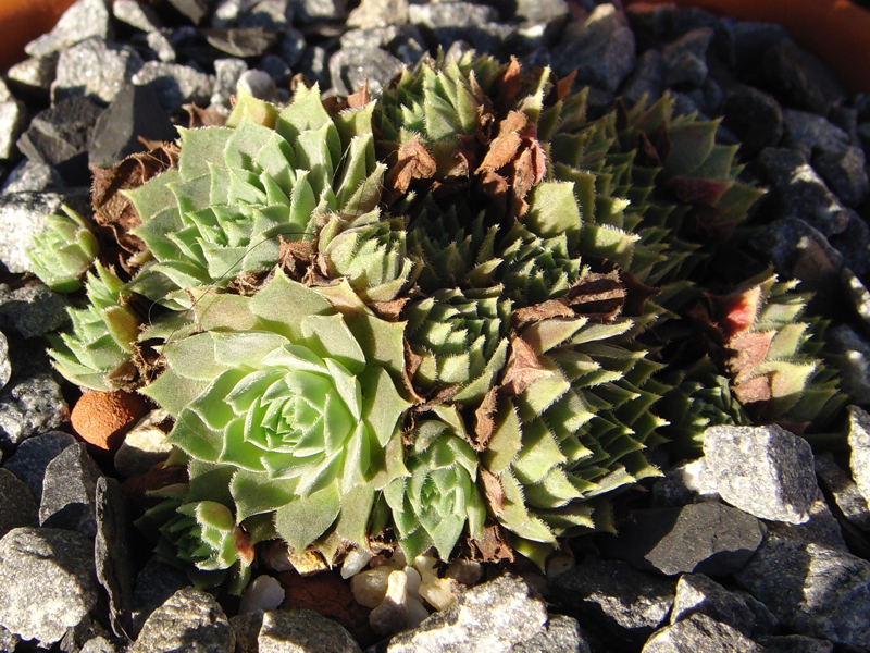 marmoreum ssp. erythraeum