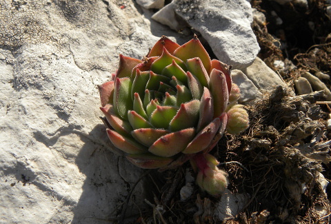 marmoreum ssp. marmoreum (assimile) from Domogled