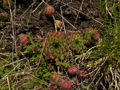 marmoreum ssp. reginae-amaliae (macedonicum) from Ljuboten