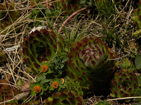 marmoreum ssp. marmoreum from Kom Vasojevićki (Abhang, NW)