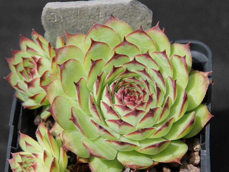 Dainty Marietta