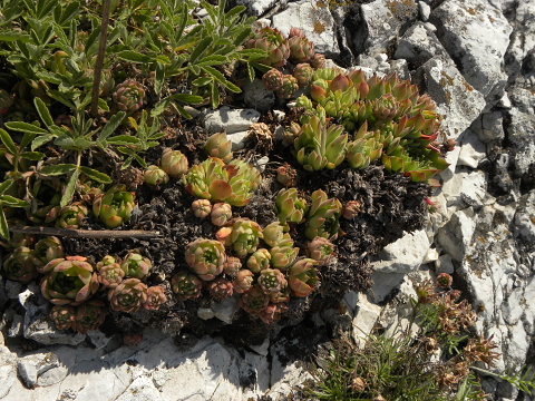 marmoreum ssp. marmoreum (assimile) from Domogled