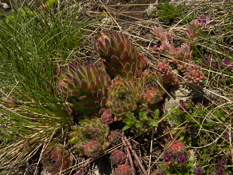 marmoreum ssp. reginae-amaliae (macedonicum) from Ljuboten