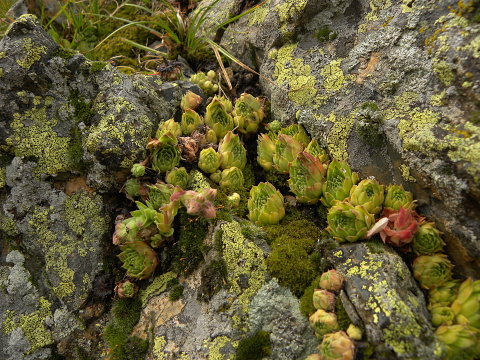 tectorum var. tectorum (alpinum) from Col du Tourmalet (unterhalb)