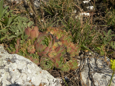 marmoreum ssp. marmoreum (assimile) from Domogled