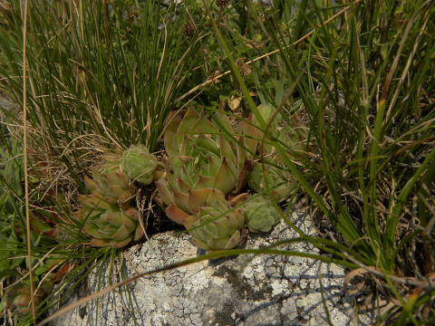 marmoreum ssp. marmoreum from Cheile Turzii (oben)
