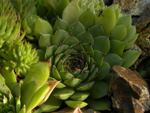 tectorum var. tectorum from Bethmale
