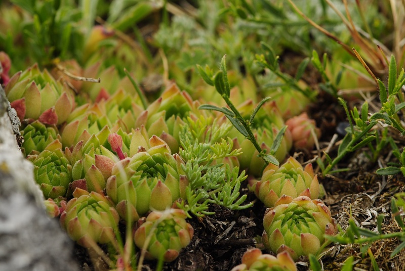 marmoreum ssp. reginae-amaliae (macedonicum) from Guri i Delpnis