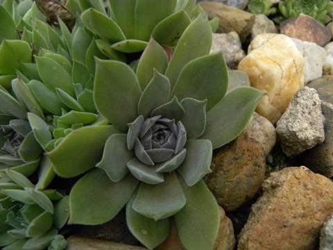 marmoreum ssp. marmoreum (assimile) from Domogled