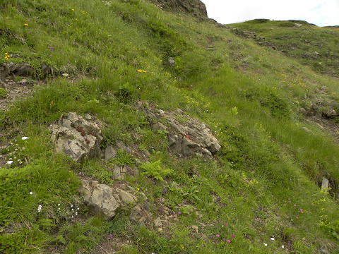 marmoreum ssp. marmoreum from Valušnica (Mitte)