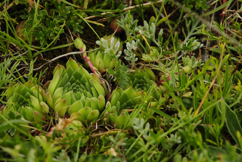 marmoreum ssp. reginae-amaliae (macedonicum) from Guri i Delpnis