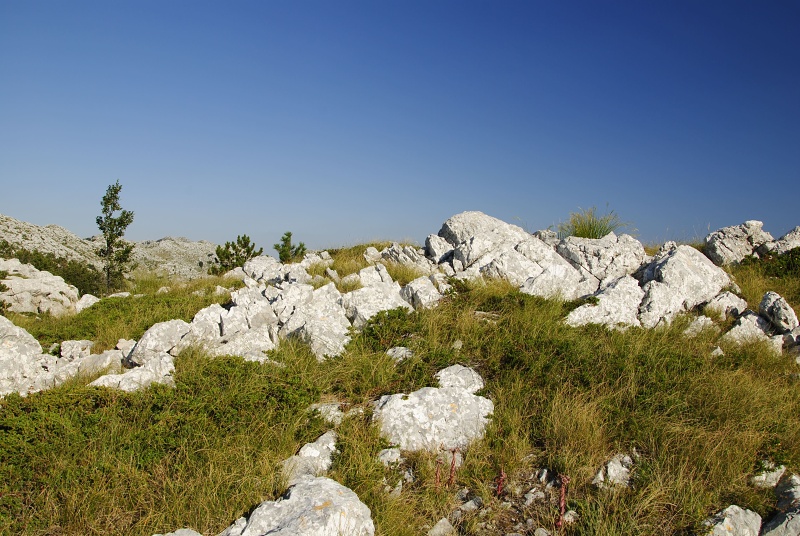 marmoreum ssp. marmoreum (dinaricum) from Voša