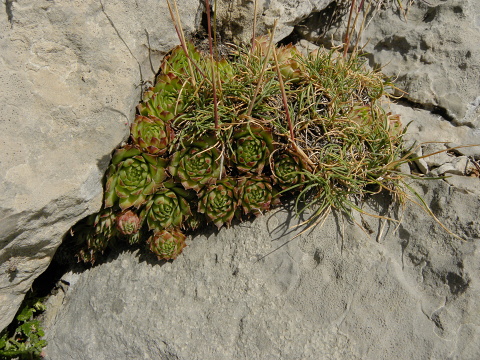 tectorum var. tectorum (andreanum) from Torreta de Cadí