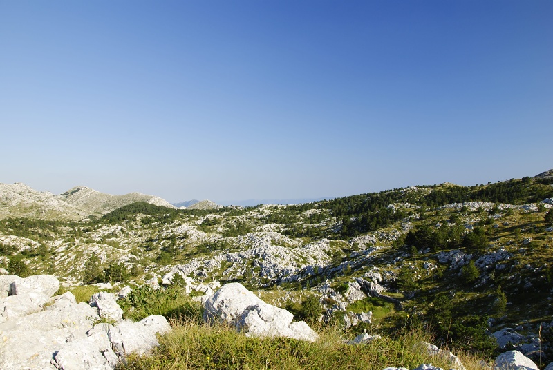 marmoreum ssp. marmoreum (dinaricum) from Voša