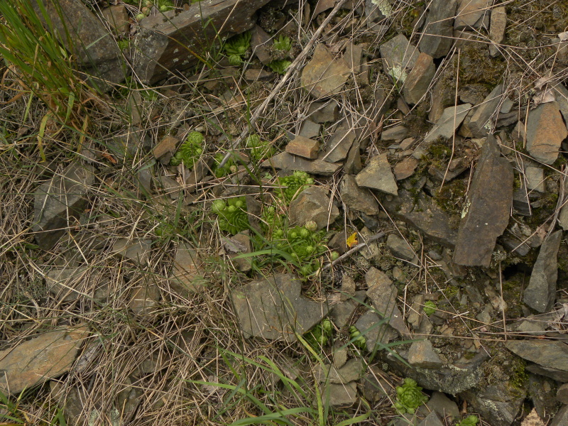 globiferum ssp. globiferum from Bezdružice
