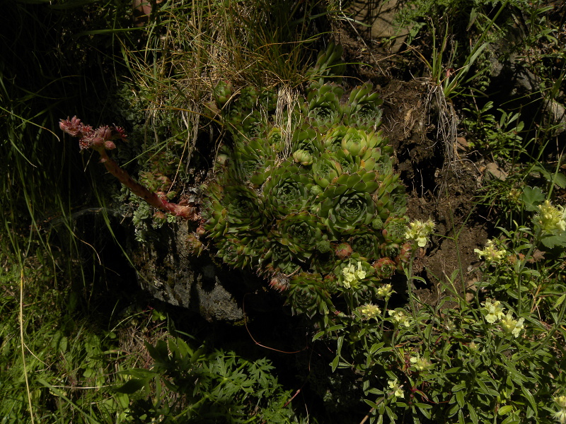 tectorum var. tectorum from Valle de Ordesa
