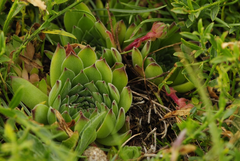 marmoreum ssp. reginae-amaliae (macedonicum) from Guri i Delpnis