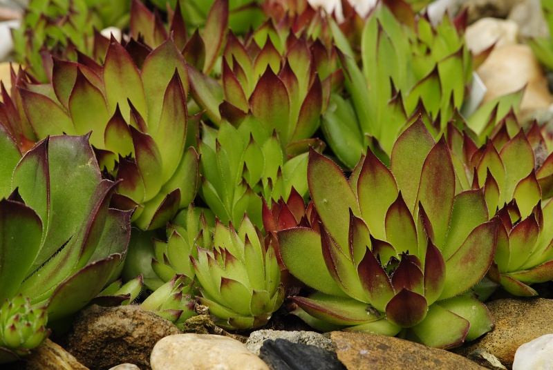 marmoreum ssp. marmoreum from Cheile Turzii (oben)