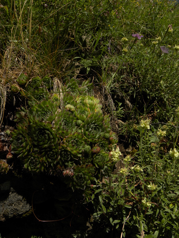 tectorum var. tectorum from Valle de Ordesa