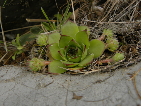 marmoreum ssp. marmoreum from Pernik