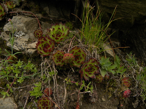 marmoreum ssp. marmoreum from Valušnica (Mitte)