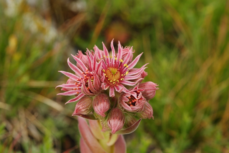 marmoreum ssp. reginae-amaliae (macedonicum) from Guri i Delpnis