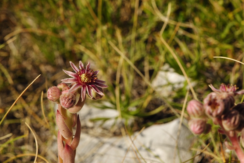 marmoreum ssp. marmoreum (dinaricum) from Voša