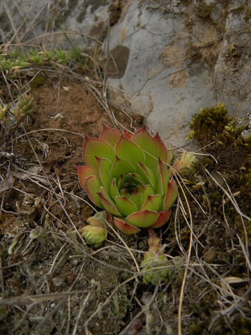 marmoreum ssp. marmoreum from Pernik