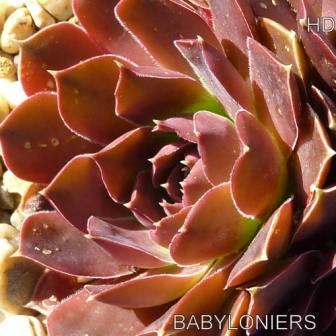 Babyloniers / Jovi