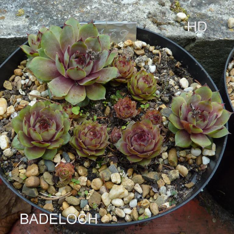 Badeloch