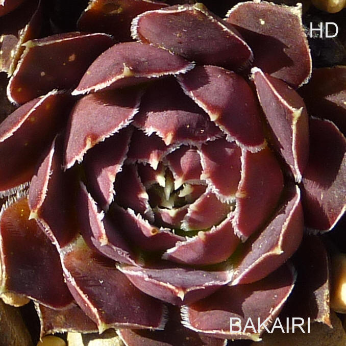 Bakairi / Jovi