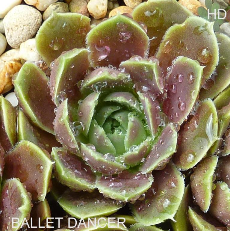 Ballet Dancer / Jovi