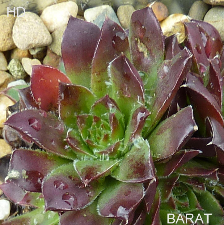 Barat / Jovi