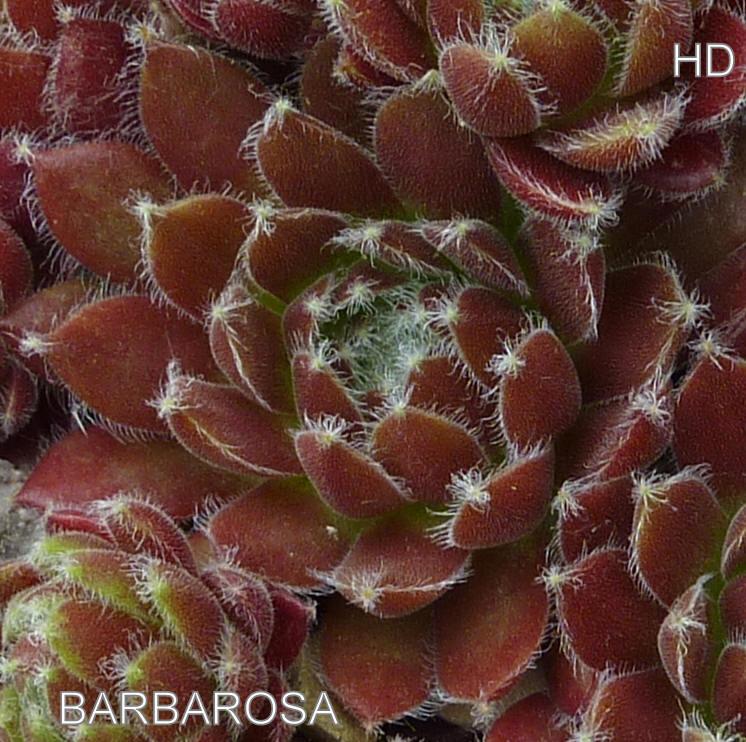 Barbarosa