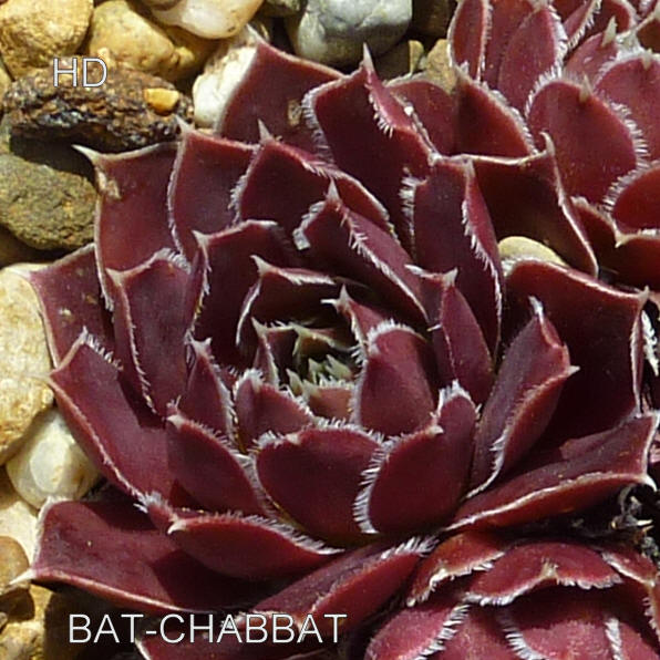 Bat-Chabbat / Jovi