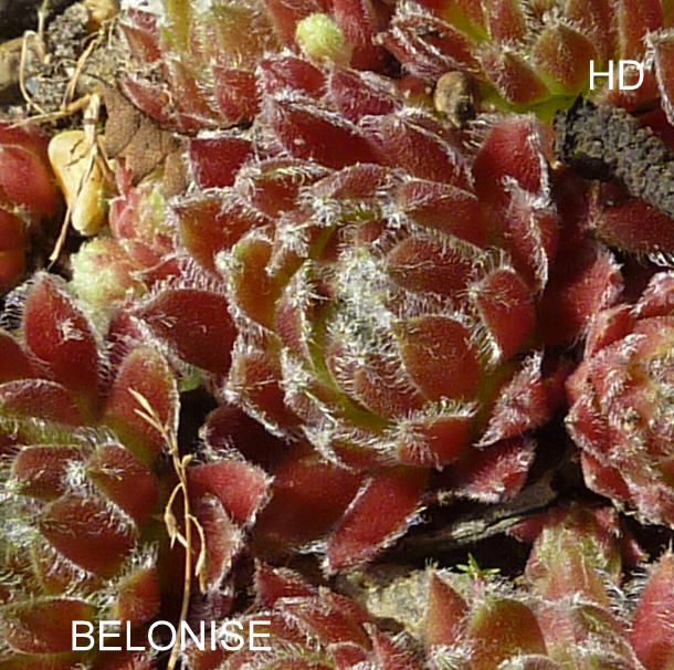 Belonise