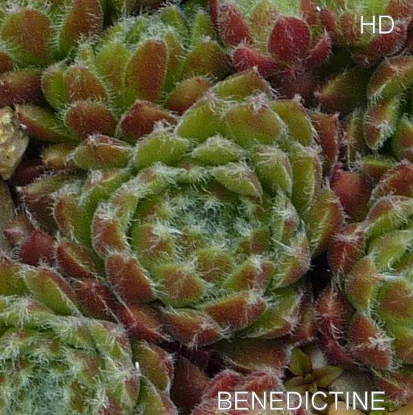 Benedictine