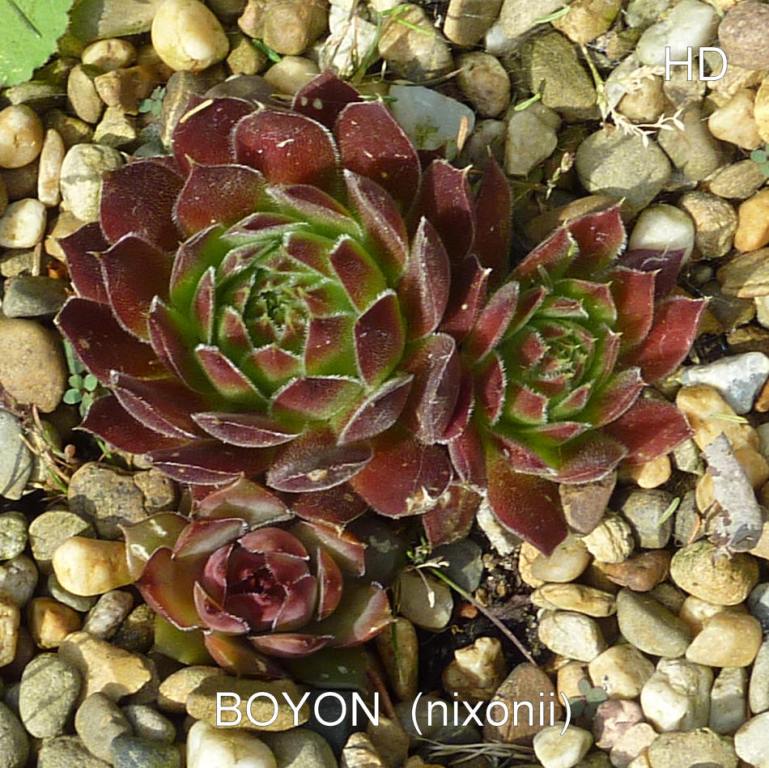 Bayon / Jovi