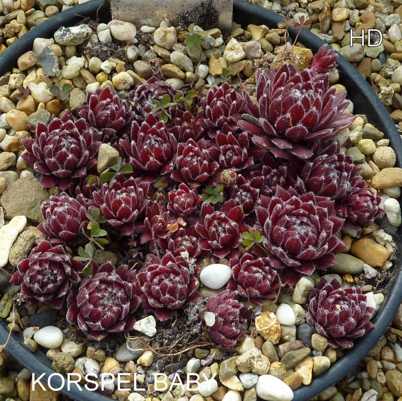 Korspel Baby