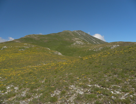 marmoreum ssp. reginae-amaliae (macedonicum) from Ljuboten