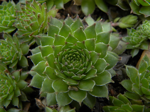 marmoreum ssp. marmoreum (balcanicum) from Mara Gidik